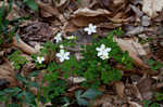 Eastern false rue anemone